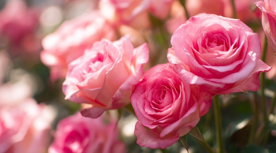 Картинка для сестри з днем народження