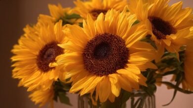 Великий букет соняшників: 15 сонячних ідей 8 Великий букет соняшників