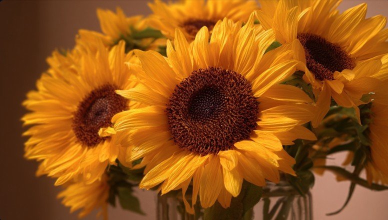 Великий букет соняшників