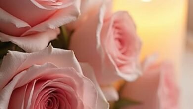 Листівка для мами з рожевими трояндами та словами про дім і близькість.