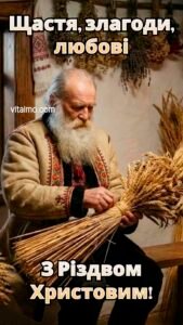 Традиційне різдвяне привітання з дідом‑господарем у вишитому кожусі, який в’яже великий сніп золотистих колосків у українській хаті.